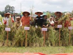 Nagari-Parit-Panen-Raya-Padi-dengan-Anggaran-Dana-Desa Nagari Parit Panen Raya Padi dengan Anggaran Dana Desa