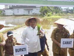 Bupati Pasaman Barat (Pasbar) Hamsuardi dan stakeholder terkait bersama Kelompok Tani Lembah Melintang melakukan Tanam Perdana Gerakan Serentak Penanaman Padi (Gertak Papa) Tahun 2023