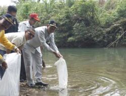Dinas Perikanan Sumbar bersama Wabup Pasbar, Risnawanto lepas 10 Ribu Bibit Ikan Gariang di Batang Lapu Lubuak Godang