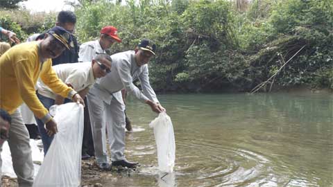 Dinas Perikanan Sumbar bersama Wabup Pasbar, Risnawanto lepas 10 Ribu Bibit Ikan Gariang di Batang Lapu Lubuak Godang