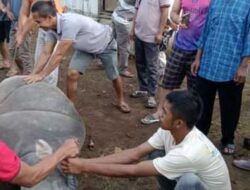 Kepala Kampung Banjar Ratu Adakan Pesta Rakyat dengan Memotong Kerbau