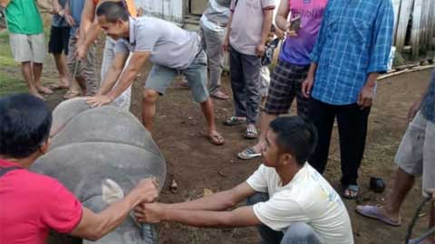 Kepala-Kampung-Banjar-Ratu-Adakan-Pesta-Rakyat-dengan-Memotong-Kerbau Kepala Kampung Banjar Ratu Adakan Pesta Rakyat dengan Memotong Kerbau