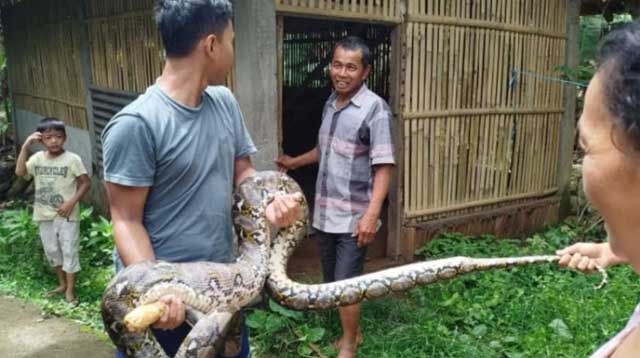 Penemuan Ular Sanca Saat Banjir